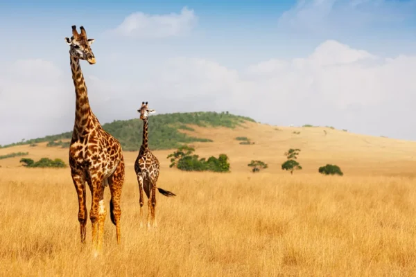 Safari dan Keajaiban Satwa: Petualangan Wisata Eksotis di Afrika Safari Afrika